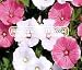 ROSE MALLOW Lavatera Trimestris --- 100 Flower Seeds