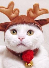 キャットプリン 赤鼻のトナカイさん帽子