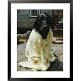 A Dog That Has Just Had a Bath National Geographic Collection Framed Art Poster Print by... by Art.com