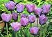 Aimable Blue Tulip Seed Pack
