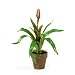 Nearly Natural Potted Sword Bromeliad Silk Flower Arrangement