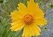 Lance Leaved Coreopsis Seeds - Coreopsis lanceolata - 500 Seeds