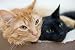 Couple of Cats - 72W x 48H - Peel and Stick Wall Decal by Wallmonkeys