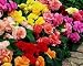 Roseform Mixed Begonia Seed Pack