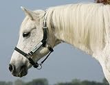 Rambo Field Safe Halter