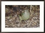 Satin bowerbird with mealworm Photography Framed Art Poster Print by Jason Edwards, 29x21
