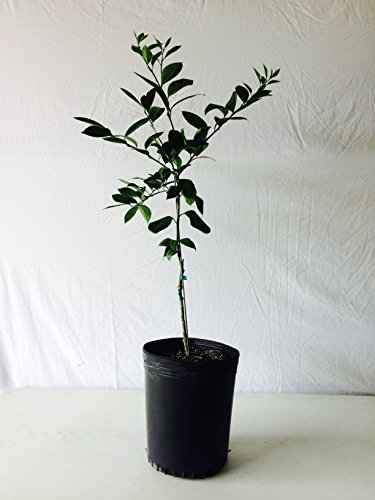 3-4 Year Old (3-3.5 Ft) Meyer Lemon Tree 3-4 Year Old (3-3.5 Ft) Meyer Lemon Tree