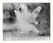 Historic Print (S): B-26 Marauder of 9th Air Force enveloped in flames and hurtling e...