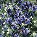 Nigella - Midnight