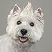 Top Performance Dog Hair Styling Gel, 4-Ounce
