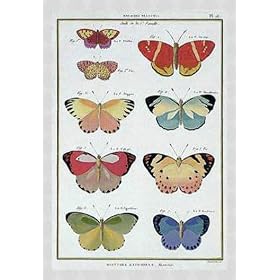 Tableau avec cadre: Robert Benard, "Butterflies from 'Histoire Naturelle des Insectes' by M. Olivier", 54 x 80 - Aluminium Basic M: Argent mate
