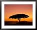 Acacia Tree Silhouetted at Dawn, Masai Mara Game Reserve, Kenya, East Africa, Africa Collections Framed Art Poster Print by James Hager, 31x25