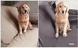Large SUV / Station Wagon Rear Pet Seat Cover-Sand