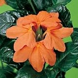Perennial Seeds - Firecracker Flower