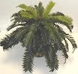 Cycas Palm *SALE- $29.57!*