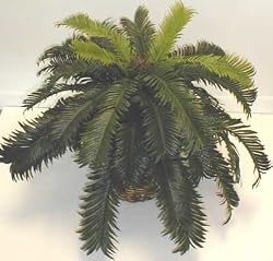 Cycas Palm *SALE- $29.57!*