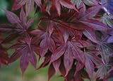 Acer palmatum 'Atropurpureum' Seeds