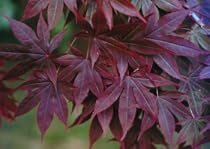 Acer palmatum 'Atropurpureum' Seeds
