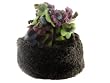 Kiwi Modern Love flower top Hat