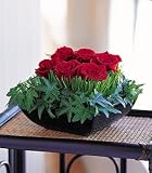Simply Roses
