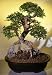 Bonsai Boy's Chinese Elm Bonsai Tree-Extra Large<br><i>(Ulmus Parvifolia)</i>