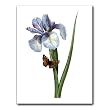 Iris Xiphium - Gift Enclosure Cards (set of 12)