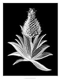 Pineapple Noir I by Vision studio. CANVAS with 3/4 inch bars. 17.86 inches width by 23.86 inches height. Highest Quality Art Poster Print