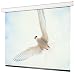 Electronics : Draper 116022 133-Inch Targa HDTV Motorized Screen (Matte White)