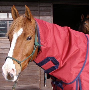 Horse Turn Out Neck Rug - Endorsed by Scu