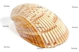 'Seashell' Wall Decal - 24"W x 16"H Removable Graphic