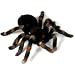 Uncle Milton Remote Control Tarantula