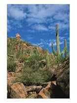 Saguaro Cactus in Sonoran Desert, Saguaro National Park, Arizona, USA Photographic Poster Print by Dee Ann Pederson, 12x16