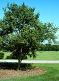 Acer buergeranum: Trident Maple Seeds