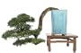 Brussel's Chinese Elm Specimen Bonsai