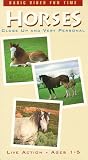 Horses - Close Up and Very Personal