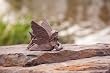 Fiona an Earth Fairy Garden Statuary Fiona an Earth Fairy Garden Statuary