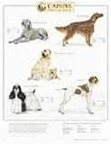 Canine Sporting Group