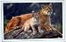 Cougar and Cub (On Rock) Art Poster Print - 24