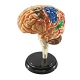 Brain Anatomy Model