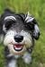 Wallmonkeys Peel and Stick Wall Decals - Mini Schnauzer Smiling in the Park - 72