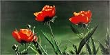 3 X Mohn by Michael Hopf. Art Print Poster 39.25 inches width by 19.75 inches height. Highest Quality Art Poster Print