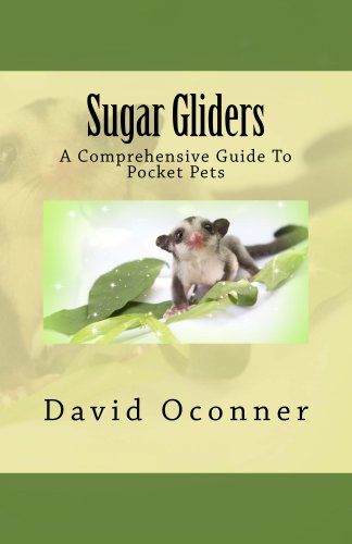Sugar Gliders