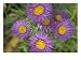 Tahoka Daisy, St. Mary, Montana, USA Photographic Poster Print by Darrell Gulin, 24x1...