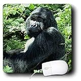 Monkey - Gorilla - Mouse Pads