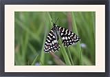 Framed Prints of Butterfly Spanish Festoon - resting from Ardea Wildlife Pets