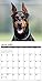 2016 Dobermans Wall Calendar