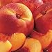 Summer Nectarines Image