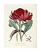 A Specimen of The Botany of New Holland by James edward Smith. Size 16.29 inches width by 21.97 inches height. High Quality Art Poster Print