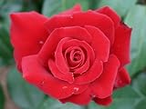 Eigenschaften Agel Rosen  / Edelrose 