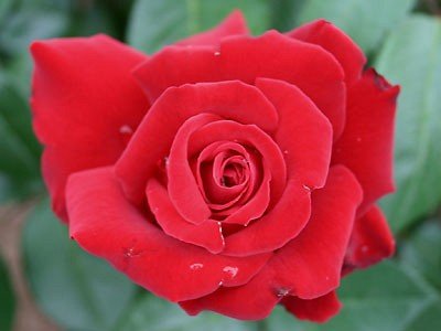 Edelrose 